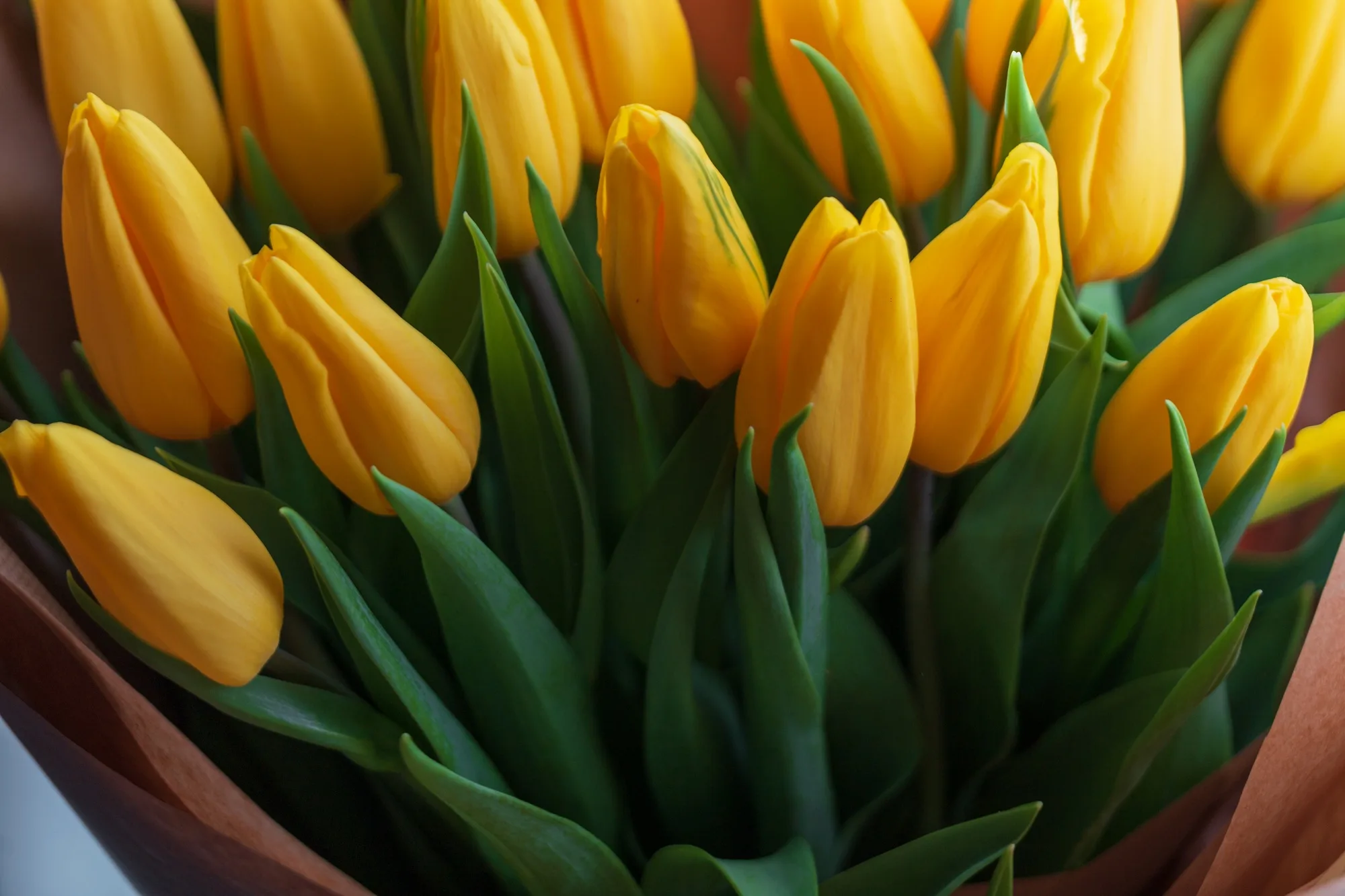 Beautiful yellow tulips. Spring bouquet of tulips flowers. Women's Day
