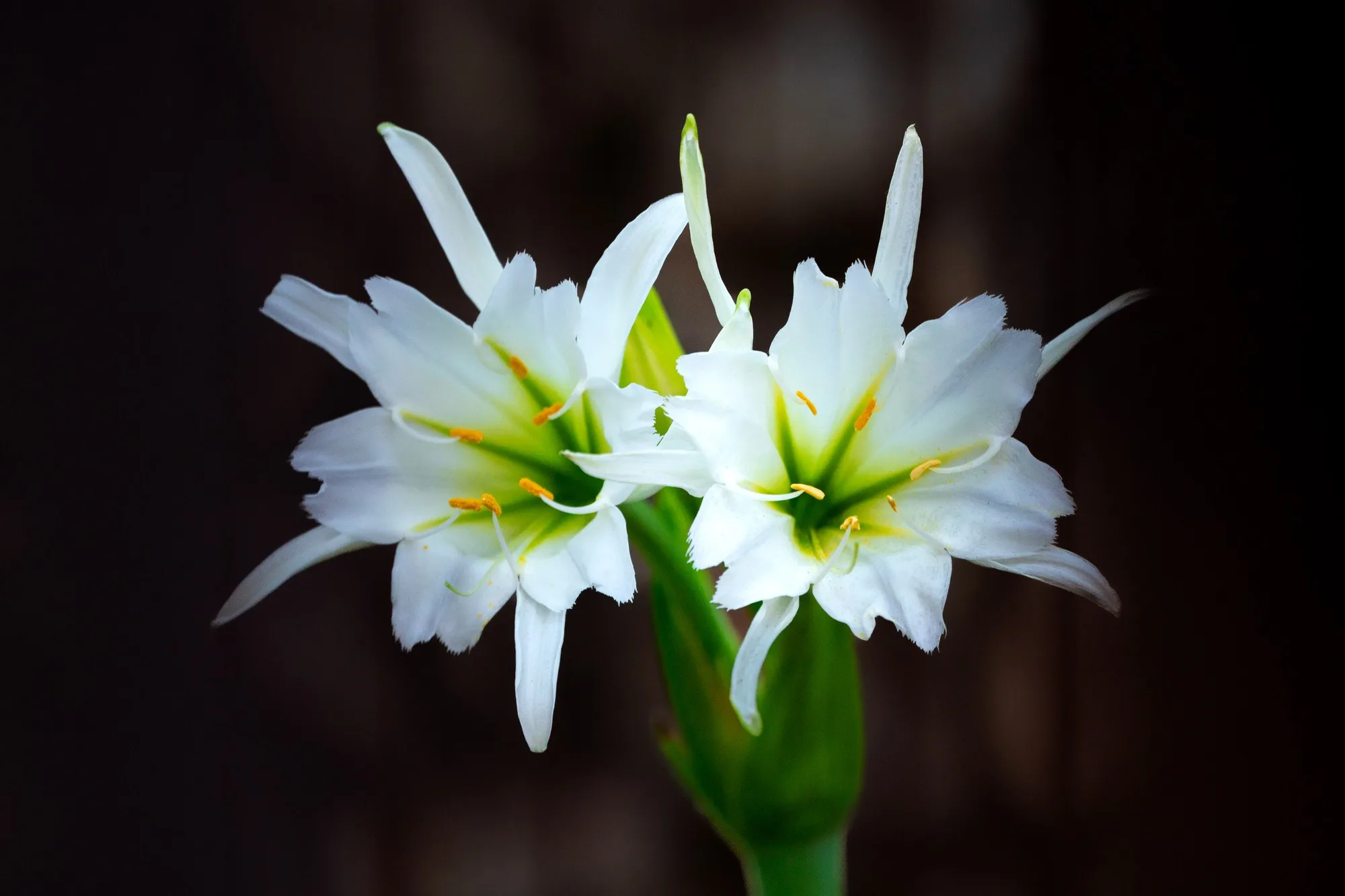 White lily flower on dark background with copy space for text.